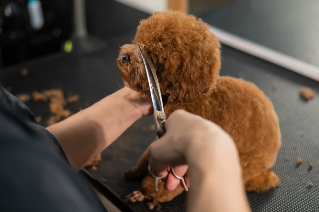 Small Puppy experiencing their first puppy grooming at Bobbi's Dog grooming Stowmarket