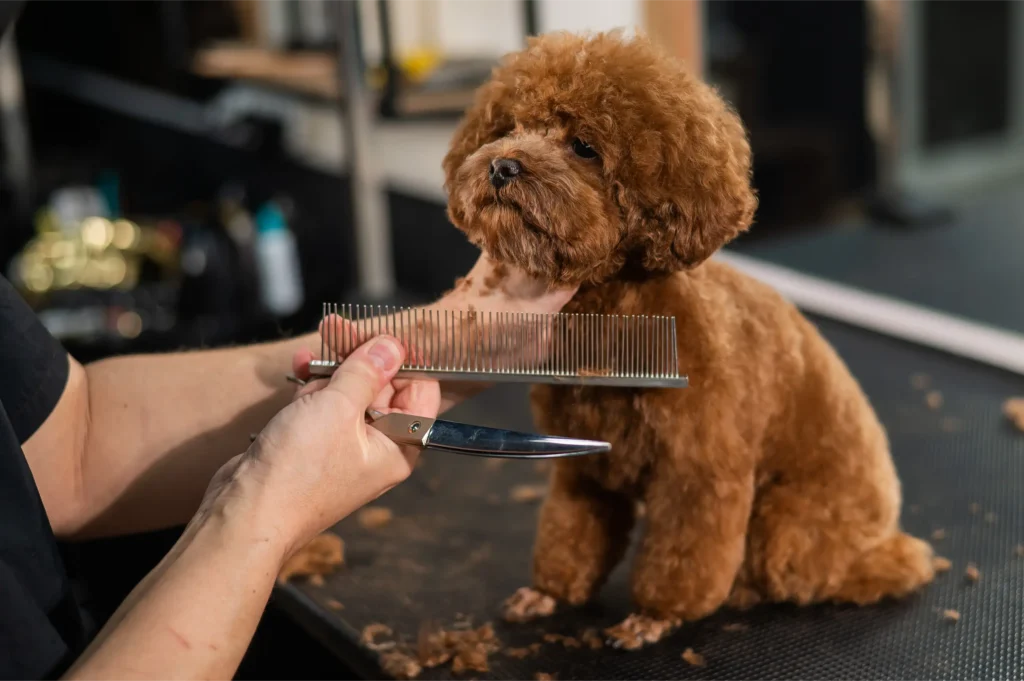 Puppy grooming in Stowmarket